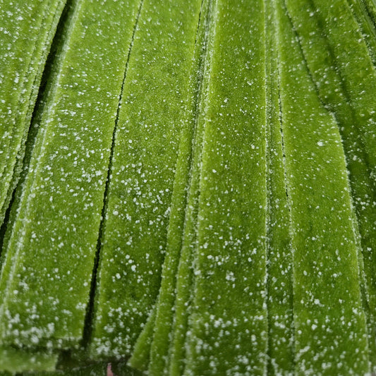 Fizzy Apple Belts